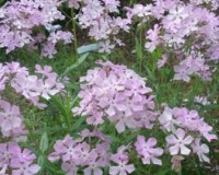 phlox pilosa 4-11a.jpg